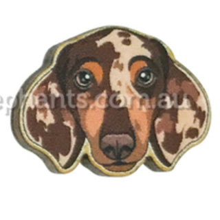 Brown dapple Dachie