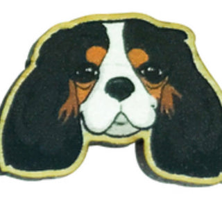 TRI COLOURED KING CHARLES CAVALIER SPANIEL