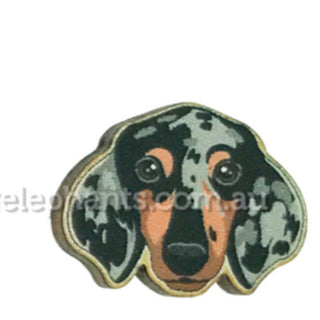 Silver dapple dachie